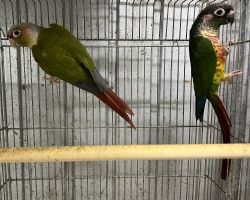 ウロコインコ ペア