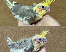 シナモンパイド