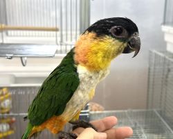 ズグロシロハラインコ
