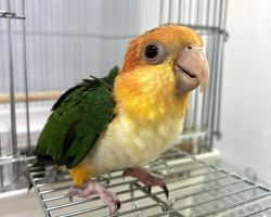 シロハラインコ