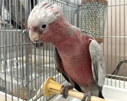 モモイロインコ♀