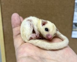 フクロモモンガ♀