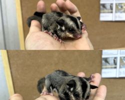 フクロモモンガ♂