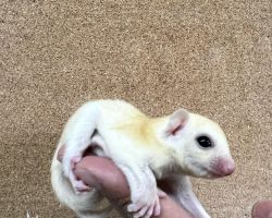 フクロモモンガ♀