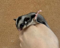 フクロモモンガ♀