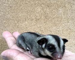 フクロモモンガ♂