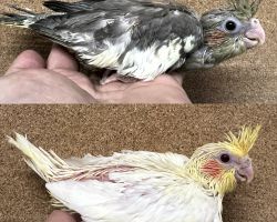 オカメインコ 雛