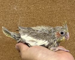 オカメインコ雛 シナモン