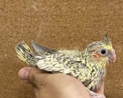 オカメインコ雛 シナモンパール