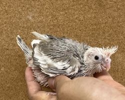 オカメインコ雛 WFシナモンパイド