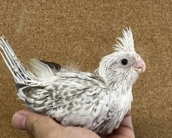 オカメインコ雛 WFシナモンパールパイド