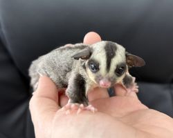 フクロモモンガ♀