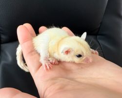 フクロモモンガ♂