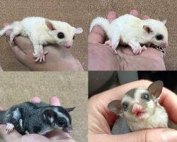 フクロモモンガ