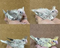 オカメインコ雛