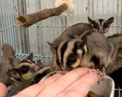 フクロモモンガ ♂